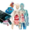 L'anatomie
