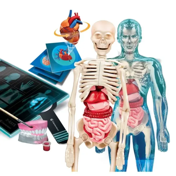 L'anatomie