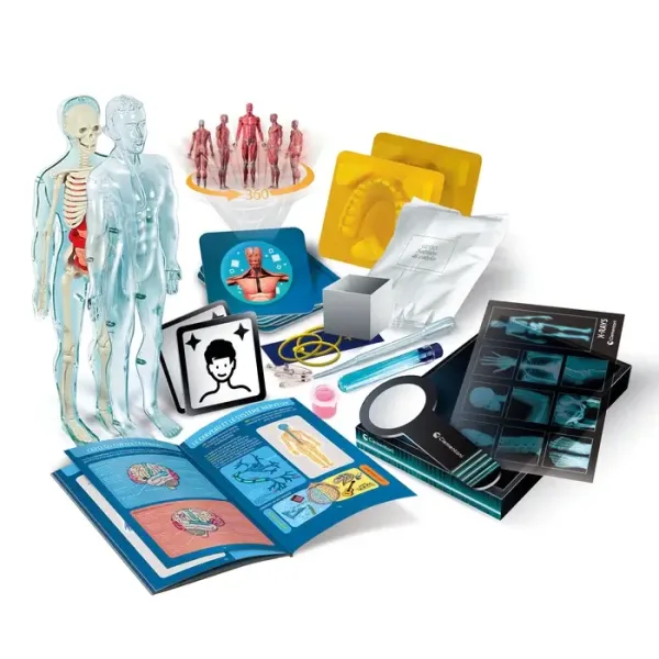 L'anatomie