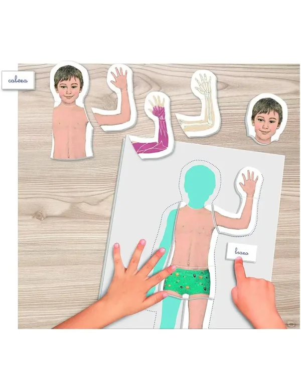 Montessori – Un Jeu Éducatif pour Découvrir l'Anatomie !