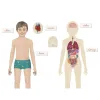 Montessori – Un Jeu Éducatif pour Découvrir l'Anatomie !