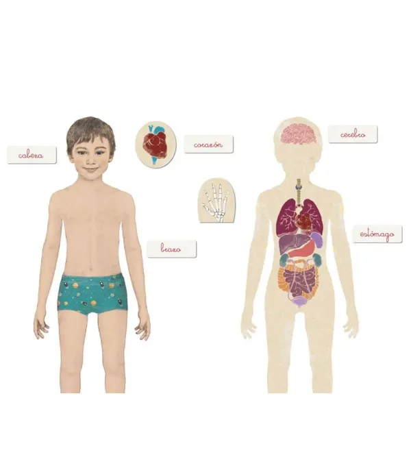 Montessori – Un Jeu Éducatif pour Découvrir l'Anatomie !